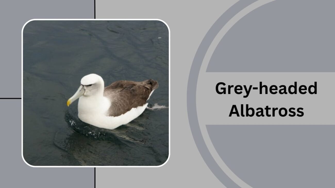 Grey-headed Albatross