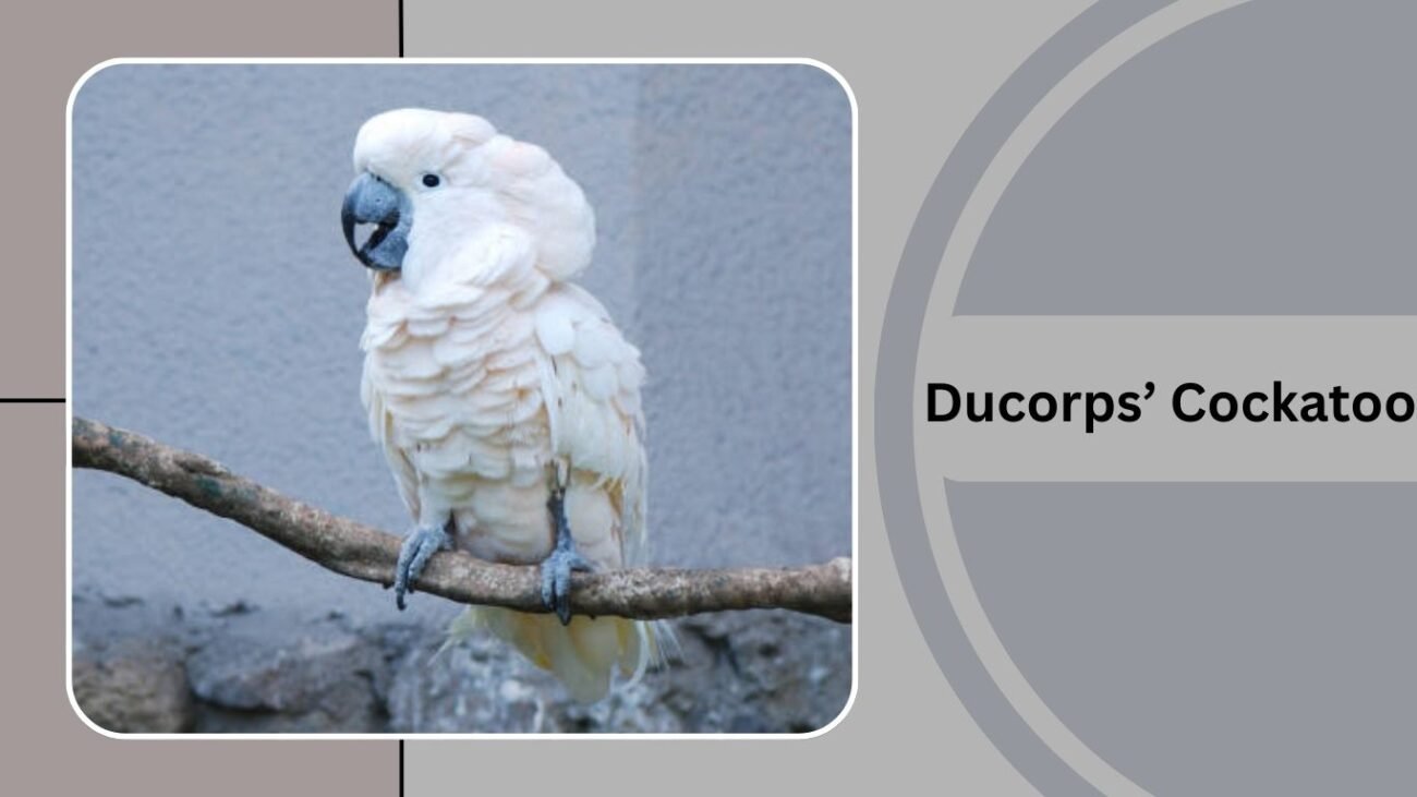 Ducorps’ Cockatoo