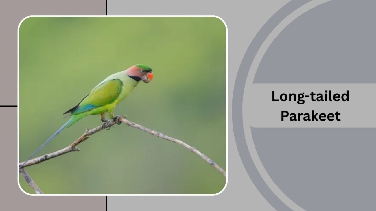 Long-tailed Parakeet