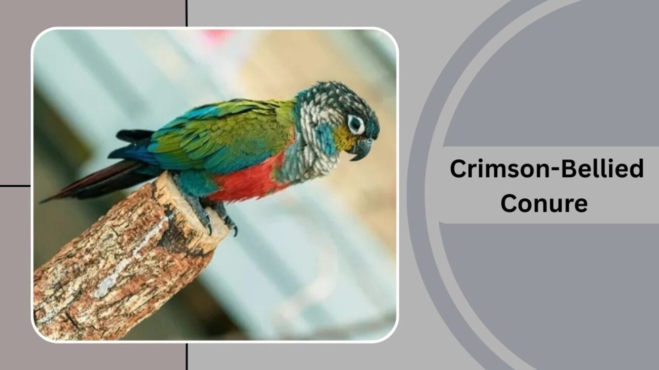 Crimson-Bellied Conure