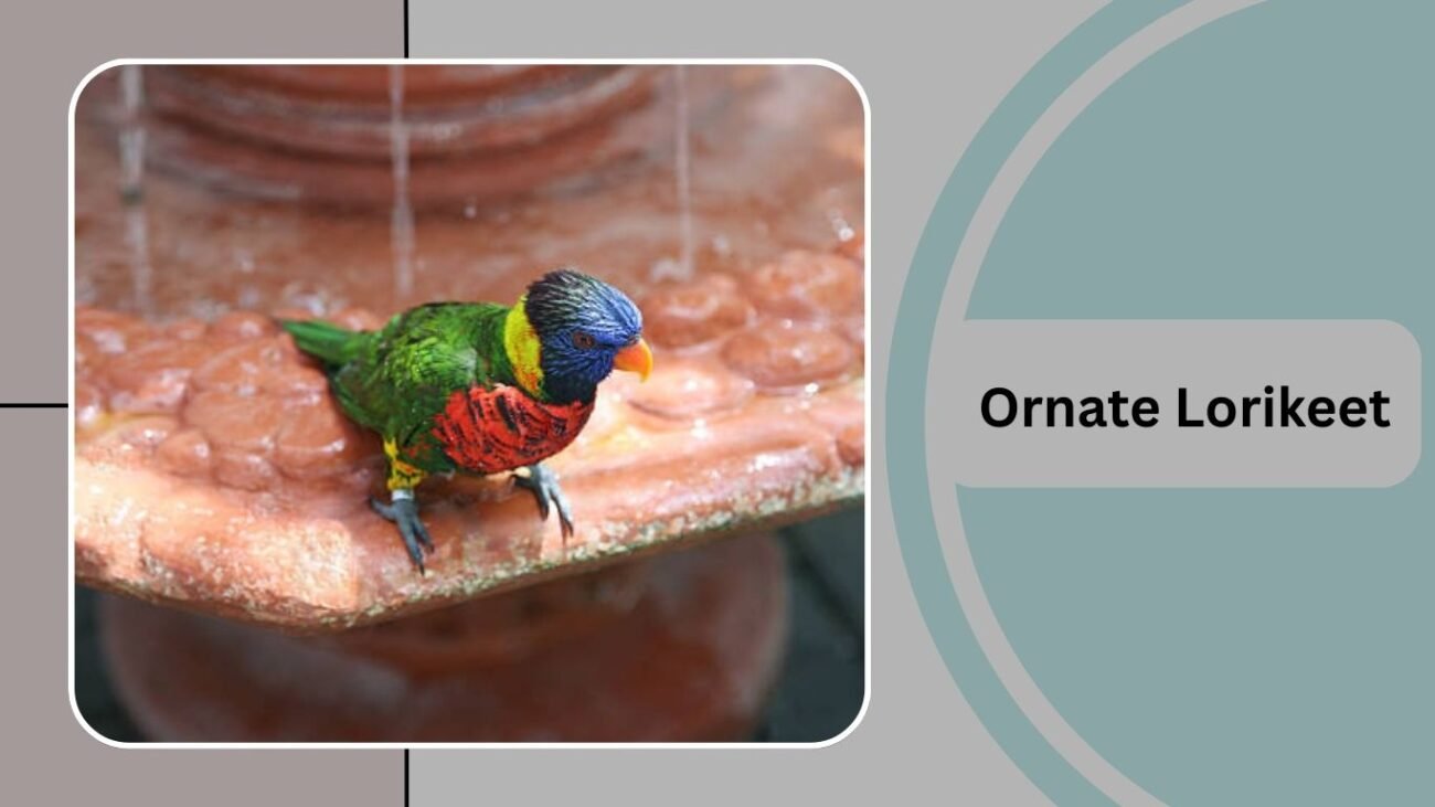 Ornate Lorikeet