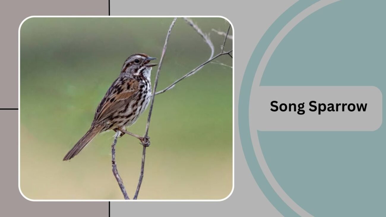 Song Sparrow