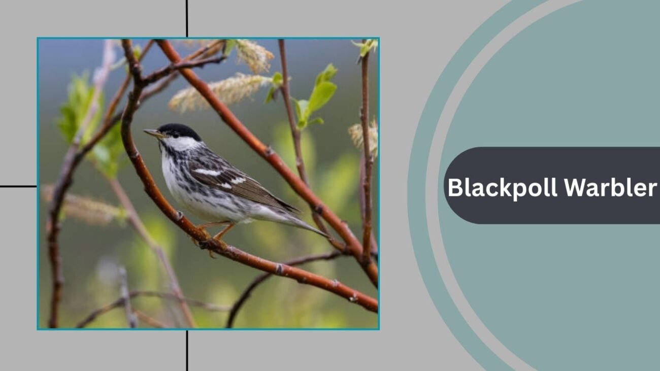 Blackpoll Warbler