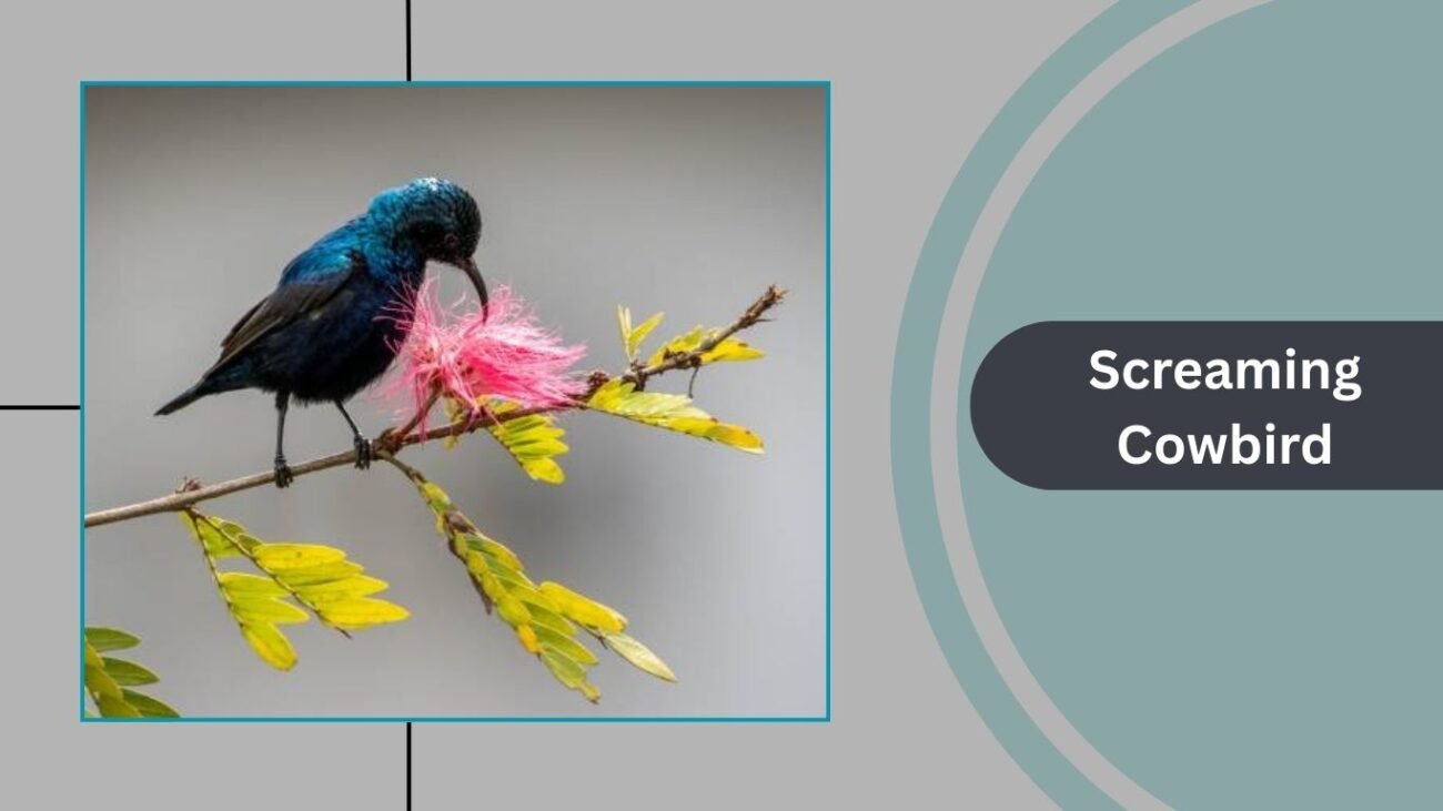 Screaming Cowbird