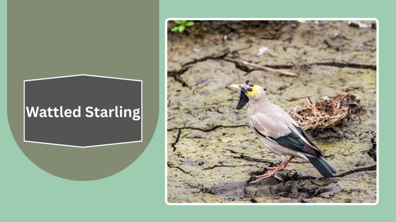 Wattled Starling