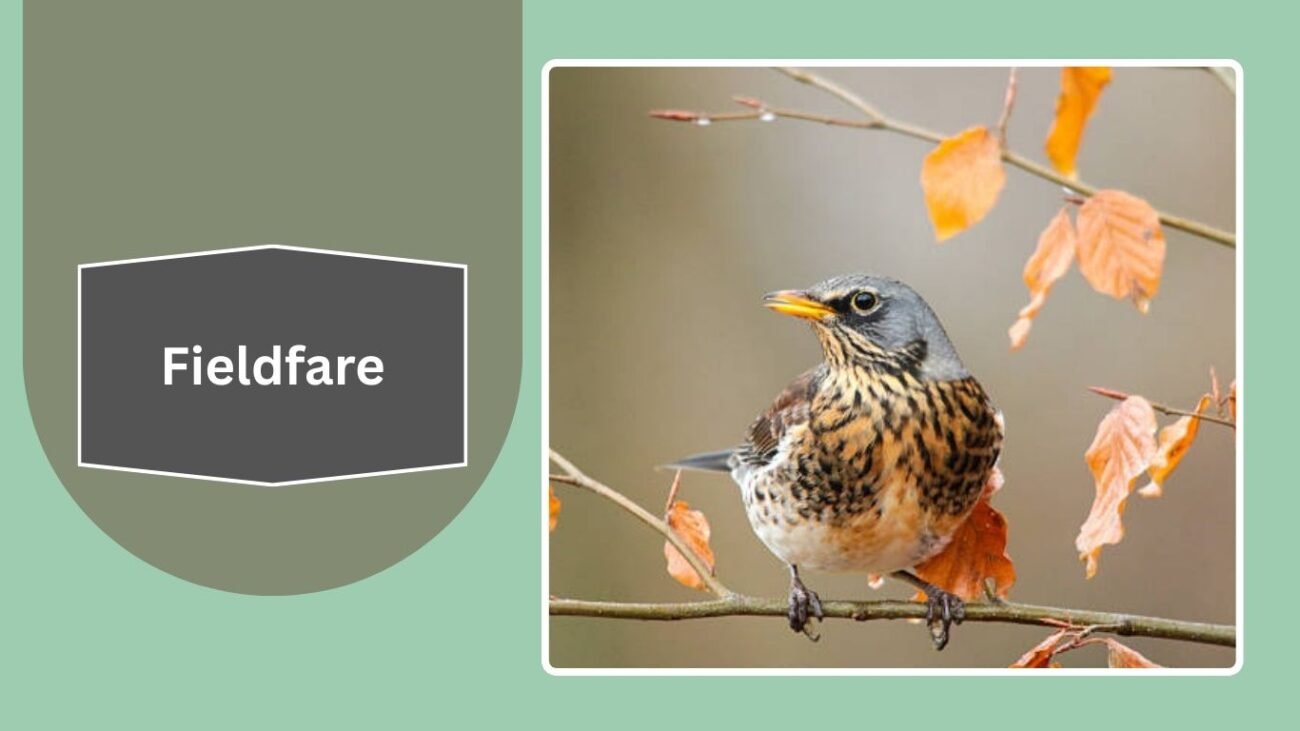 Fieldfare