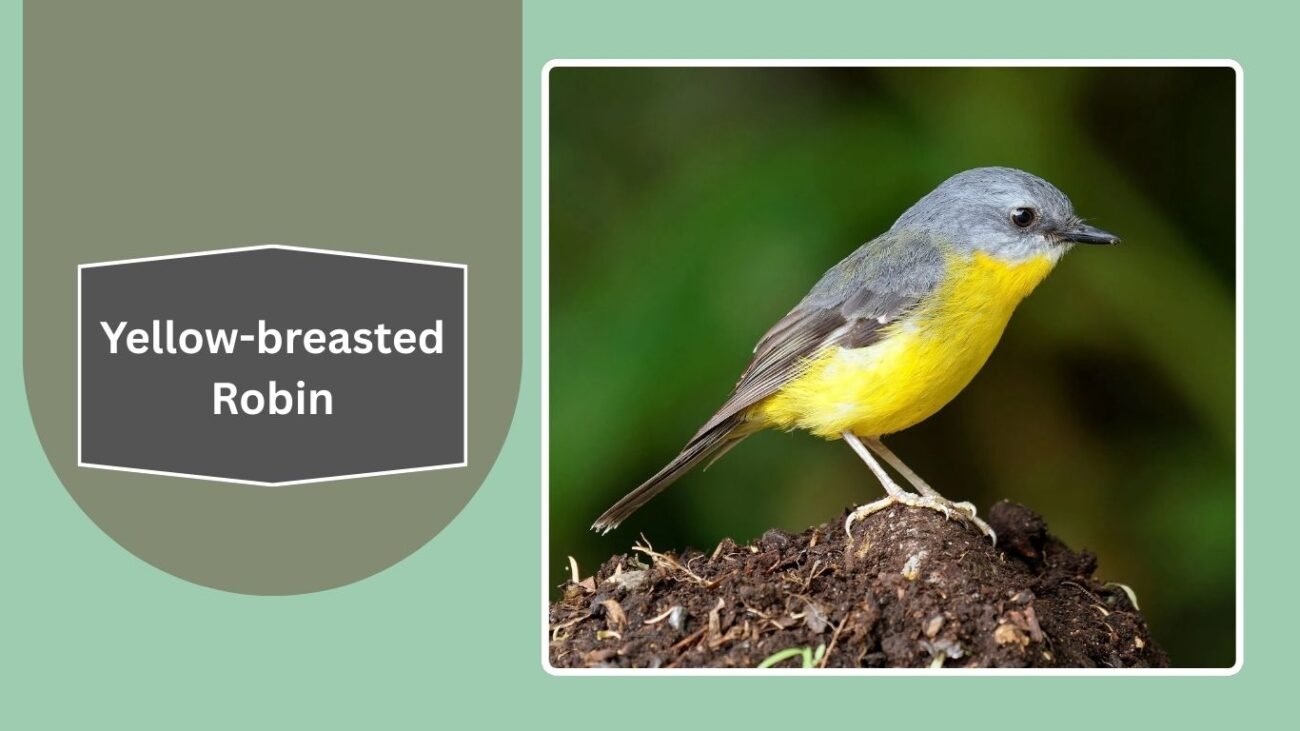 Yellow-breasted Robin