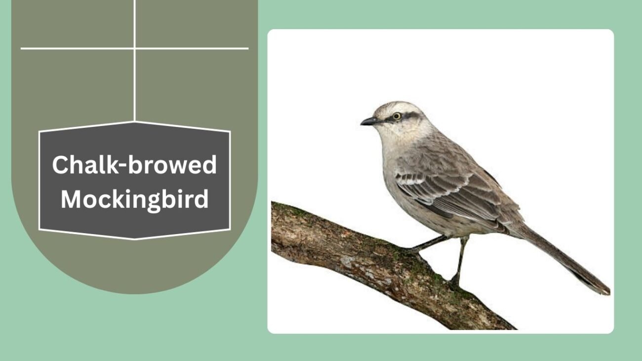 Chalk-browed Mockingbird