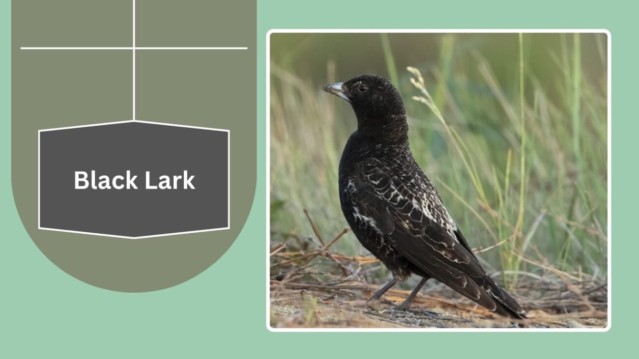 Black Lark