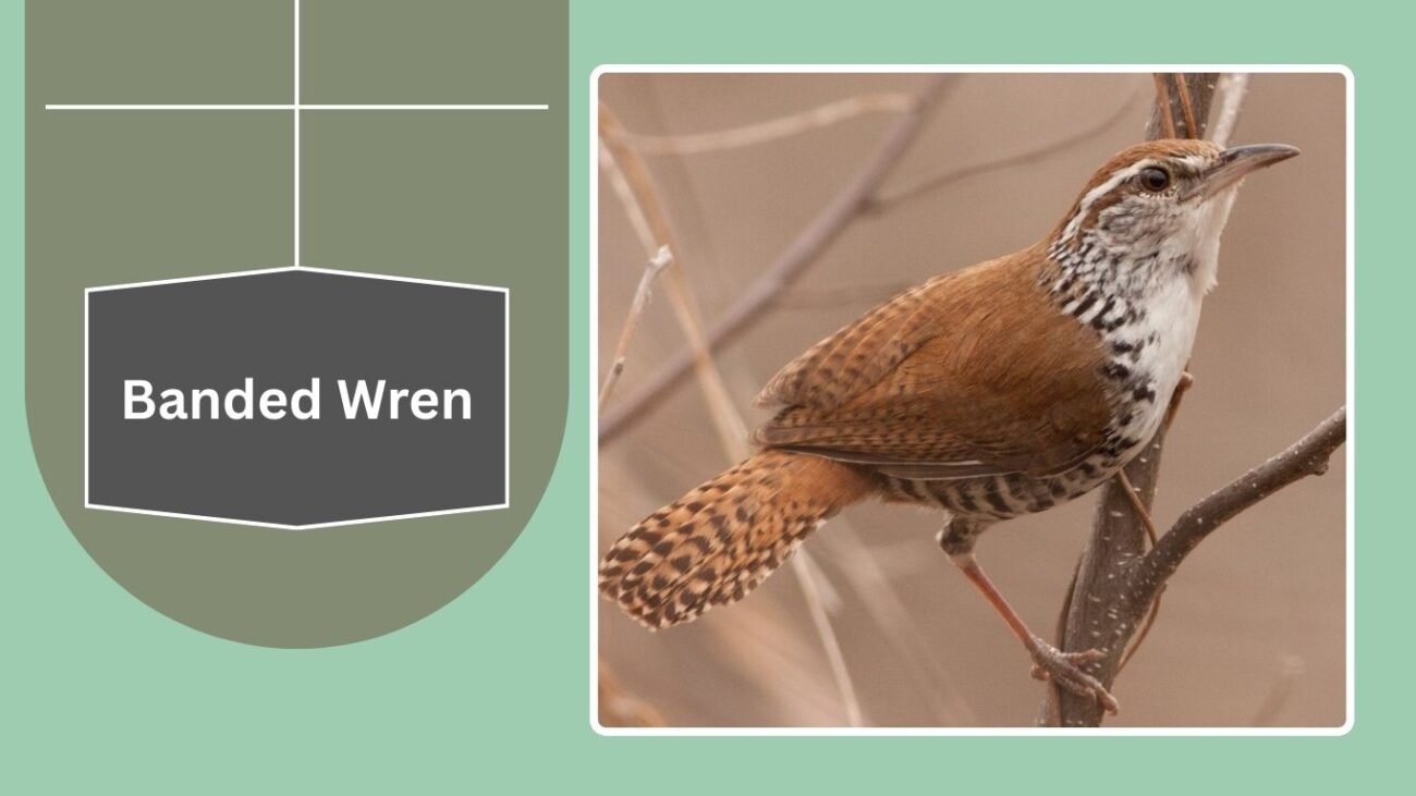 Banded Wren
