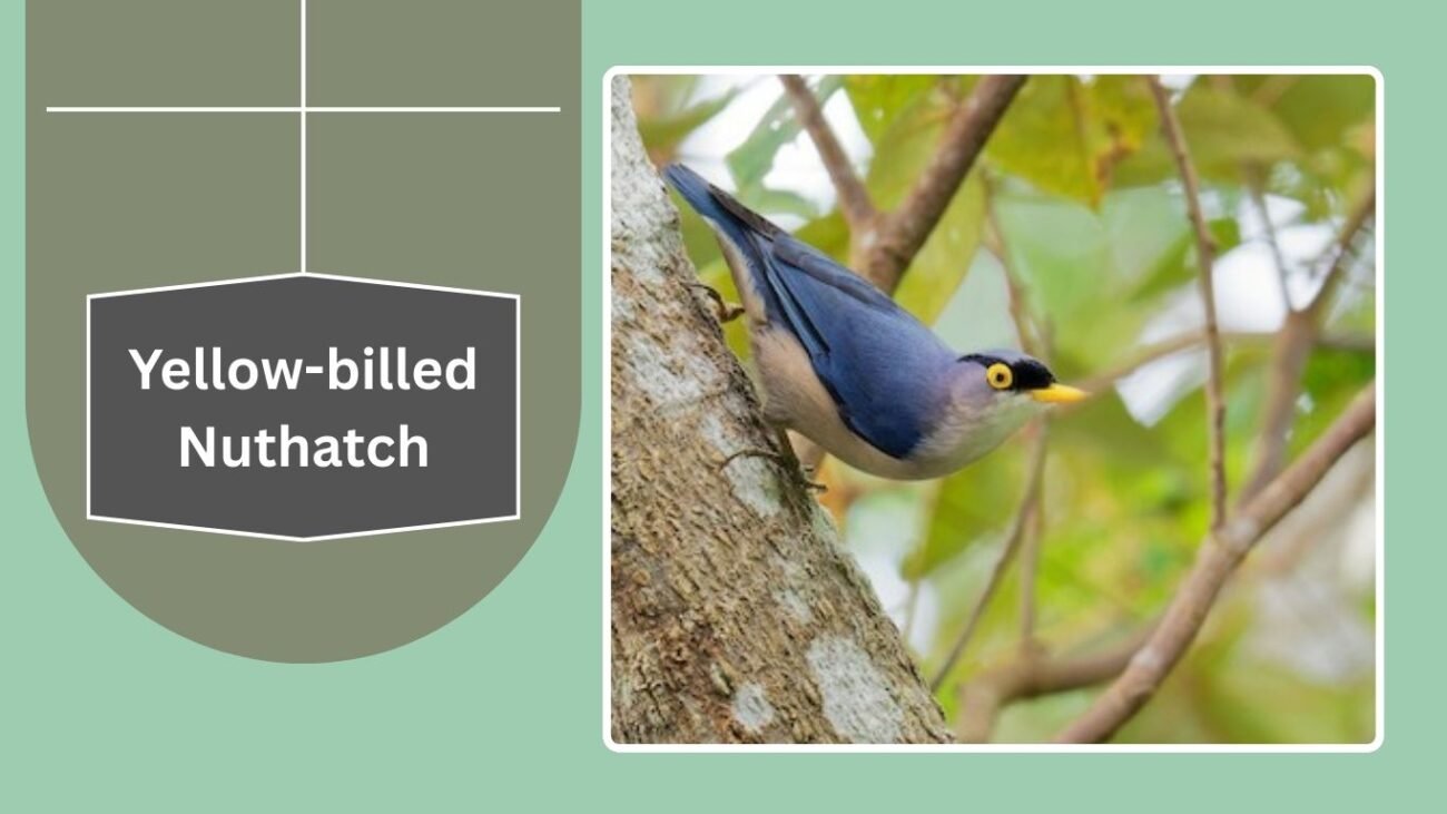 Yellow-billed Nuthatch