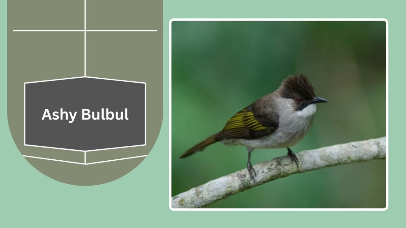 Ashy Bulbul