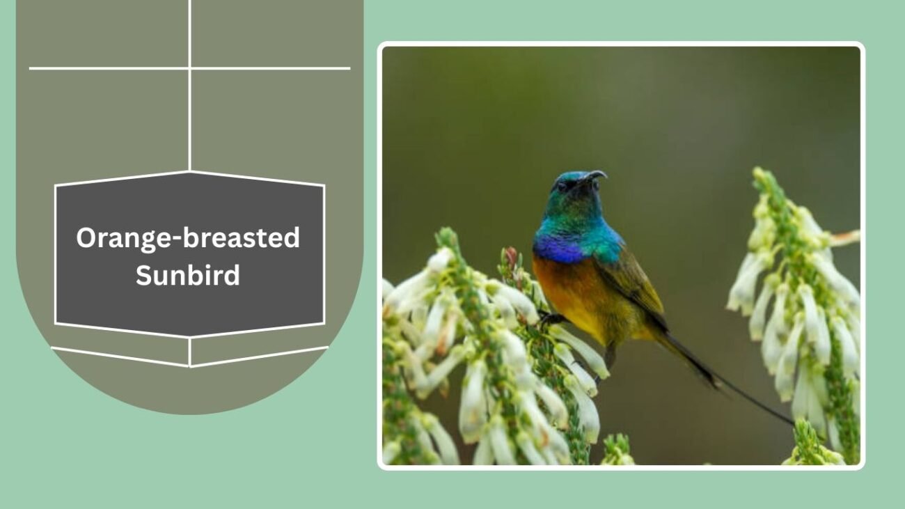 Orange-breasted Sunbird 