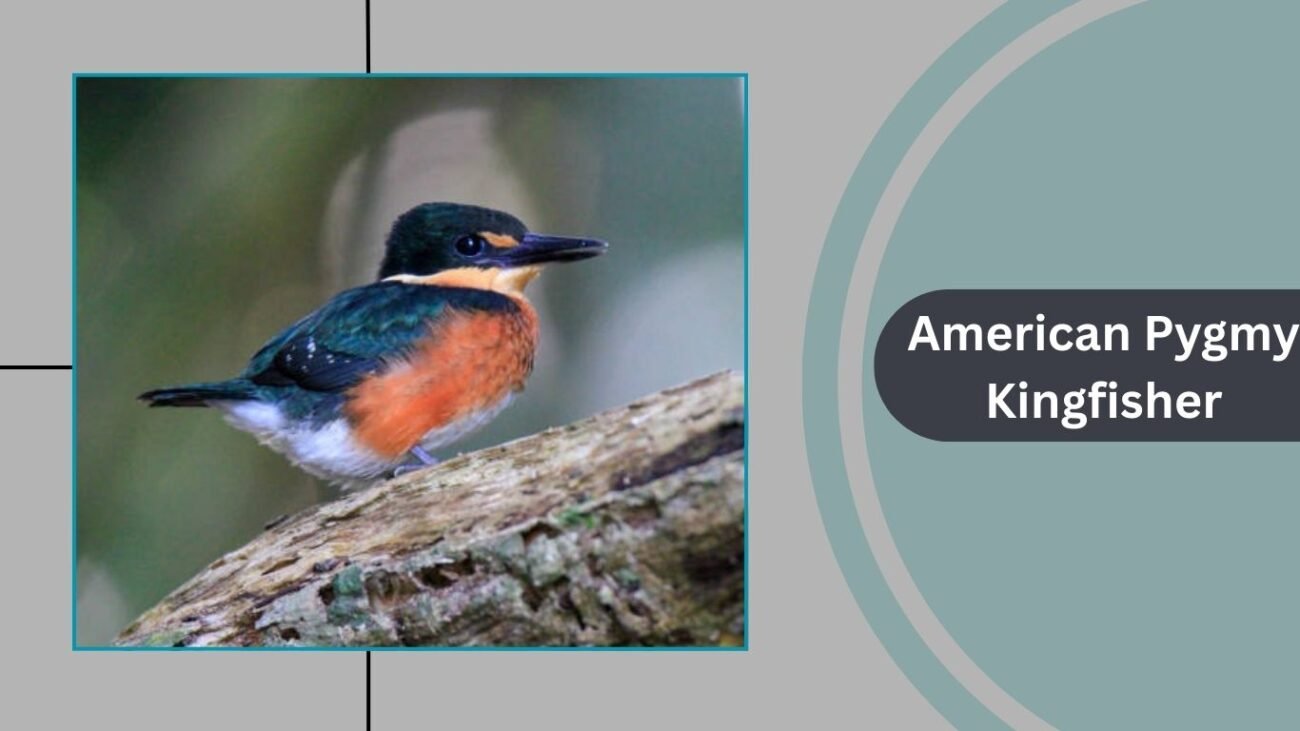 American Pygmy Kingfisher