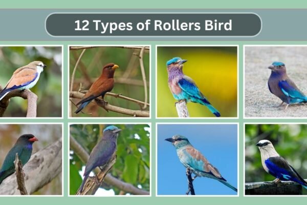 12 Types of Rollers Bird