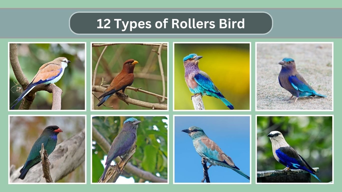 12 Types of Rollers Bird