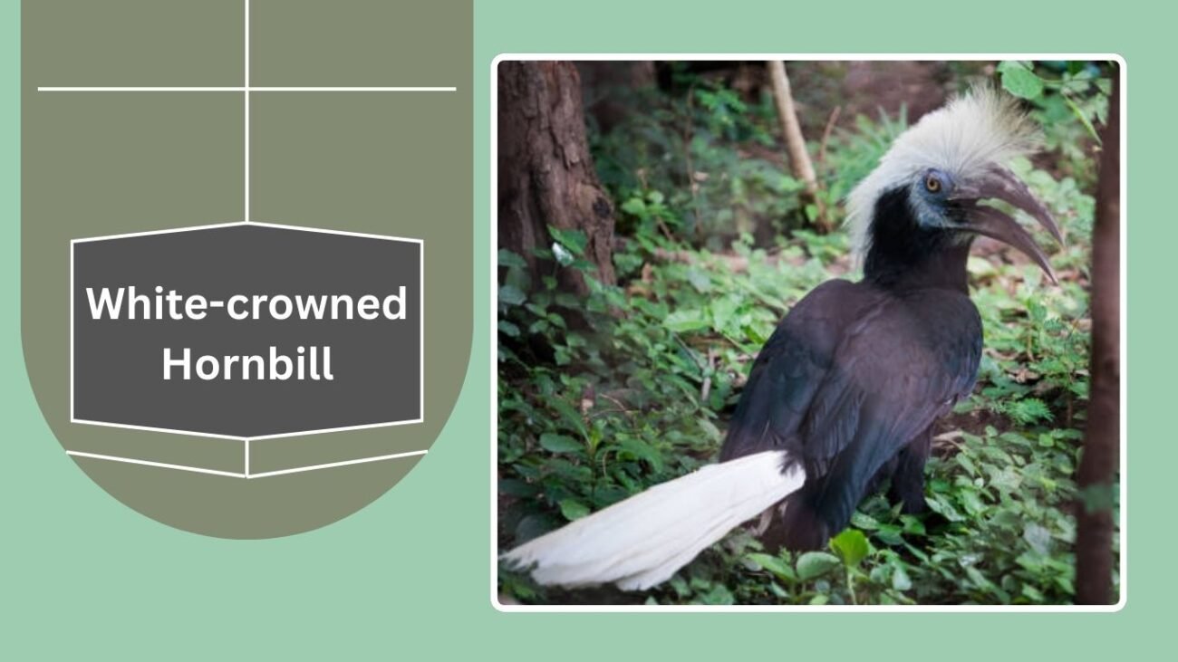 White-crowned Hornbill