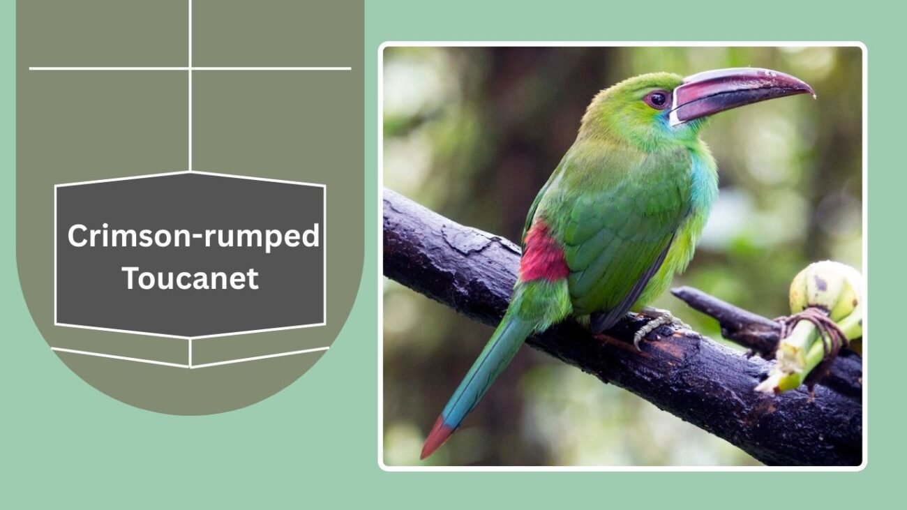 Crimson-rumped Toucanet