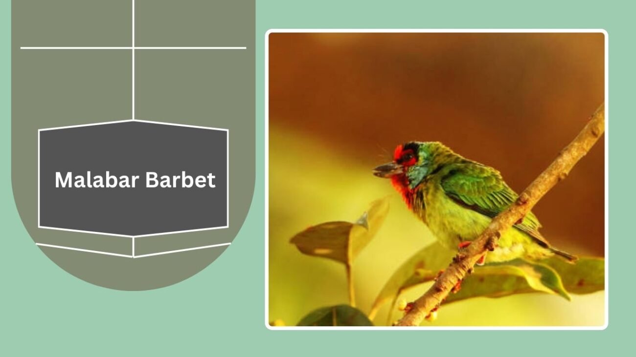 Malabar Barbet