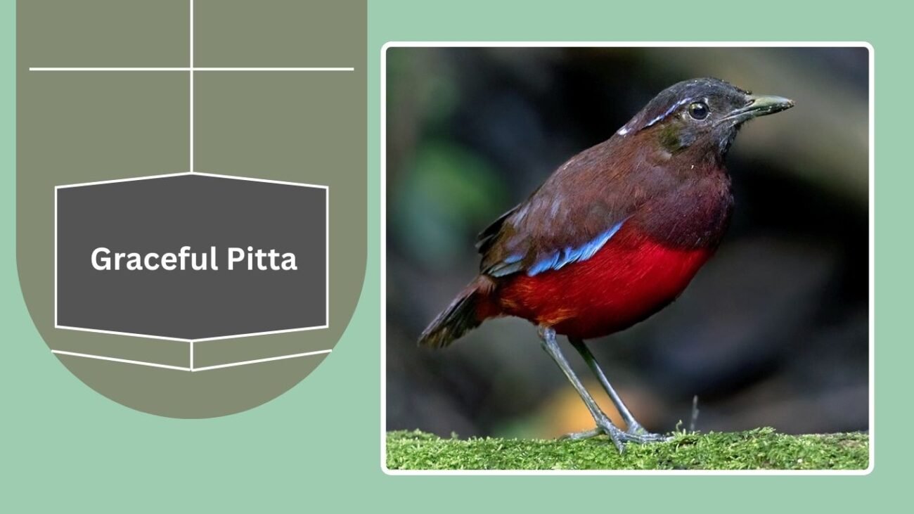 Graceful Pitta