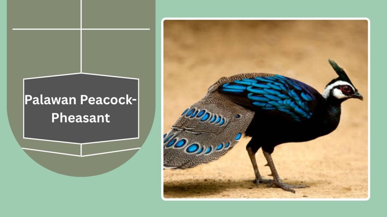 Palawan Peacock-Pheasant