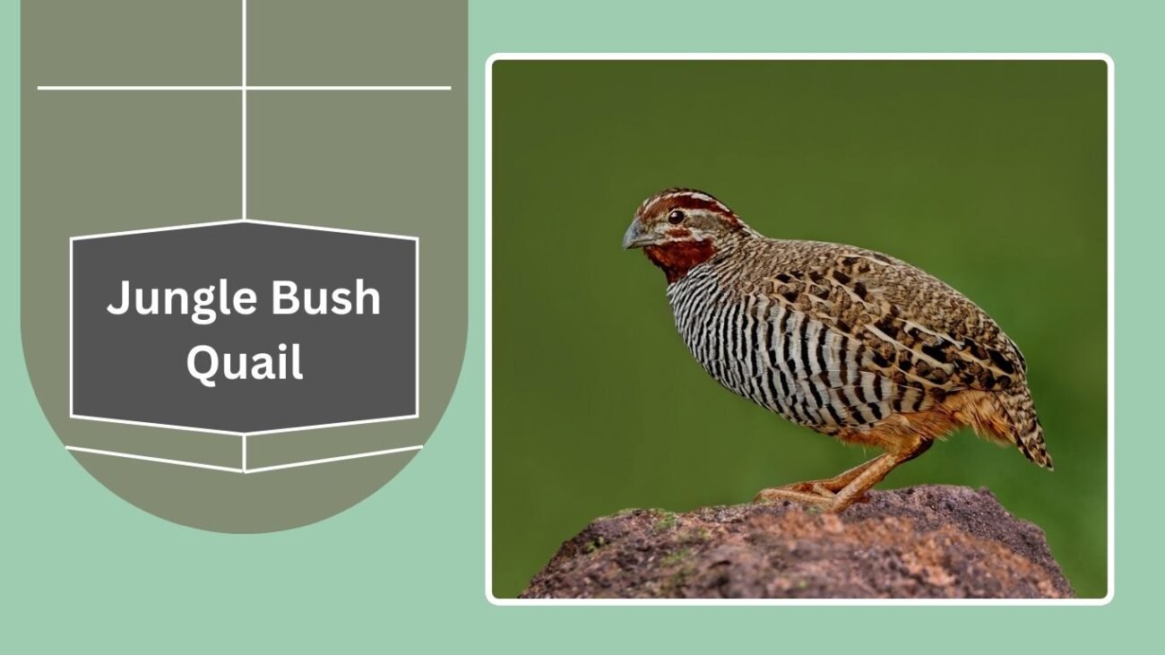  Jungle Bush Quail