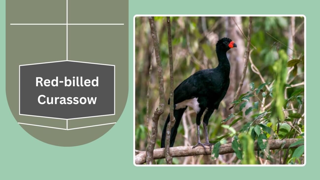Red-billed Curassow