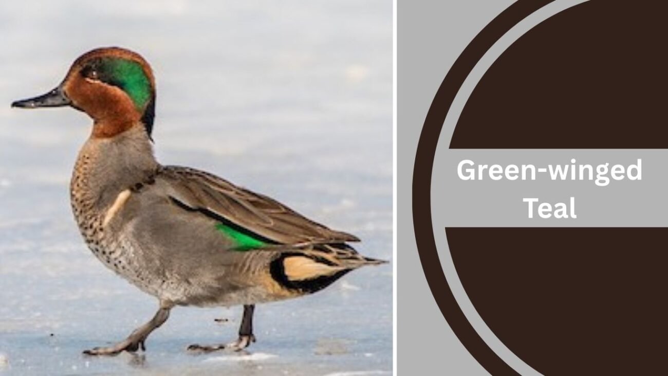 Green-winged Teal