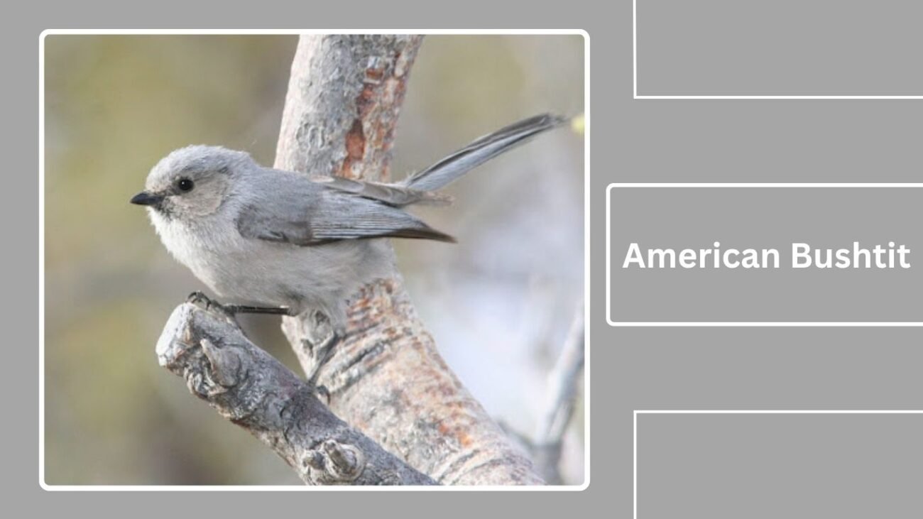 American Bushtit