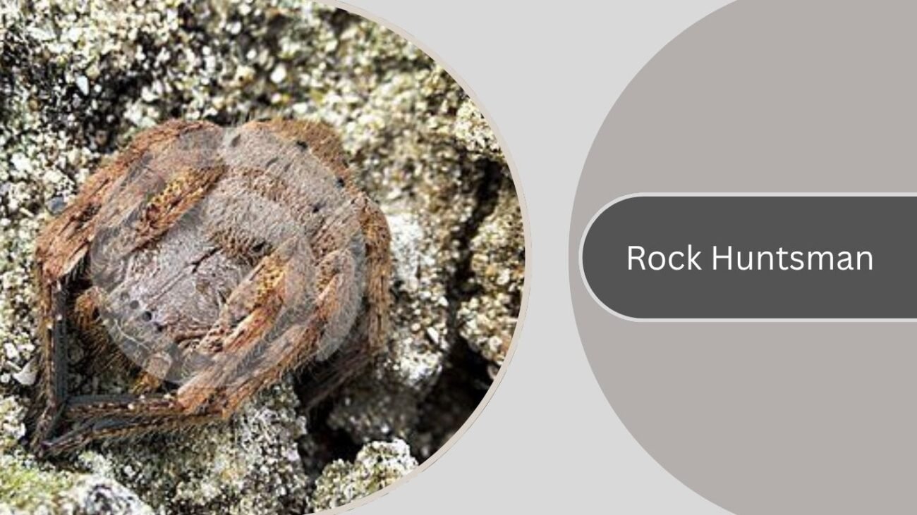 Rock Huntsman