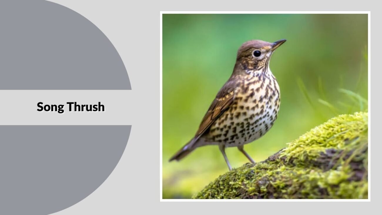 Song Thrush