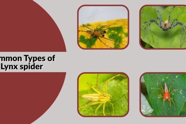 Types of Lynx spider