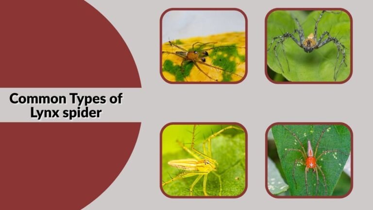 Types of Lynx spider