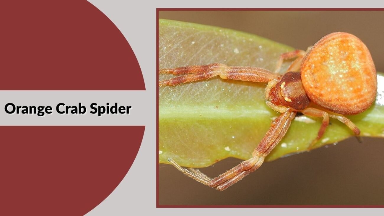Orange Crab Spider