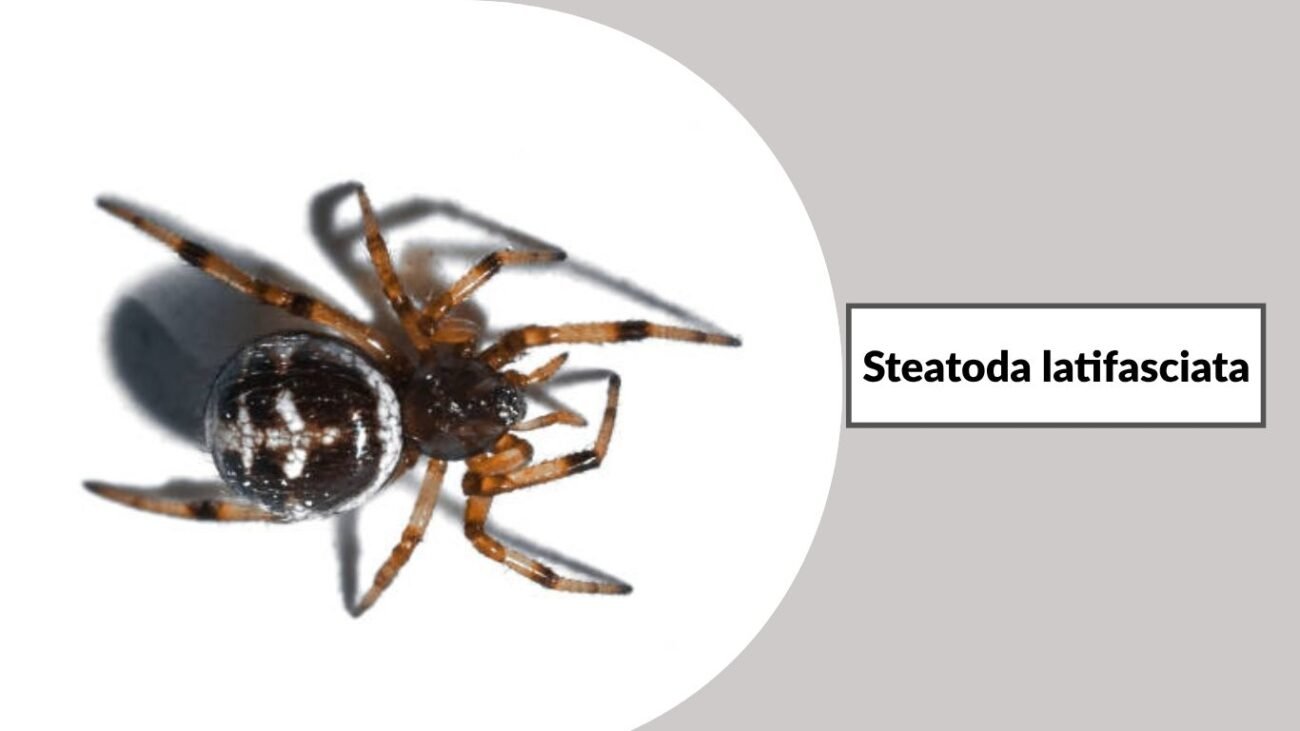 Steatoda latifasciata