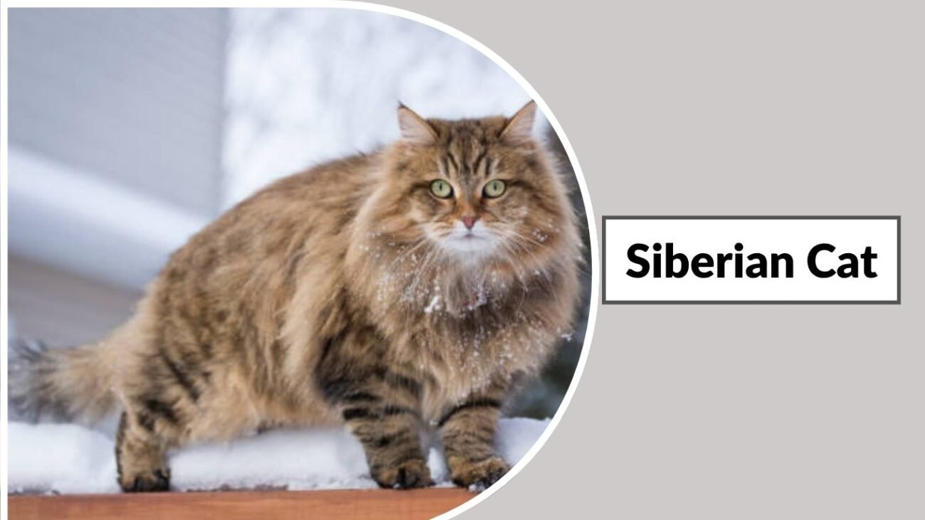 Siberian Cat