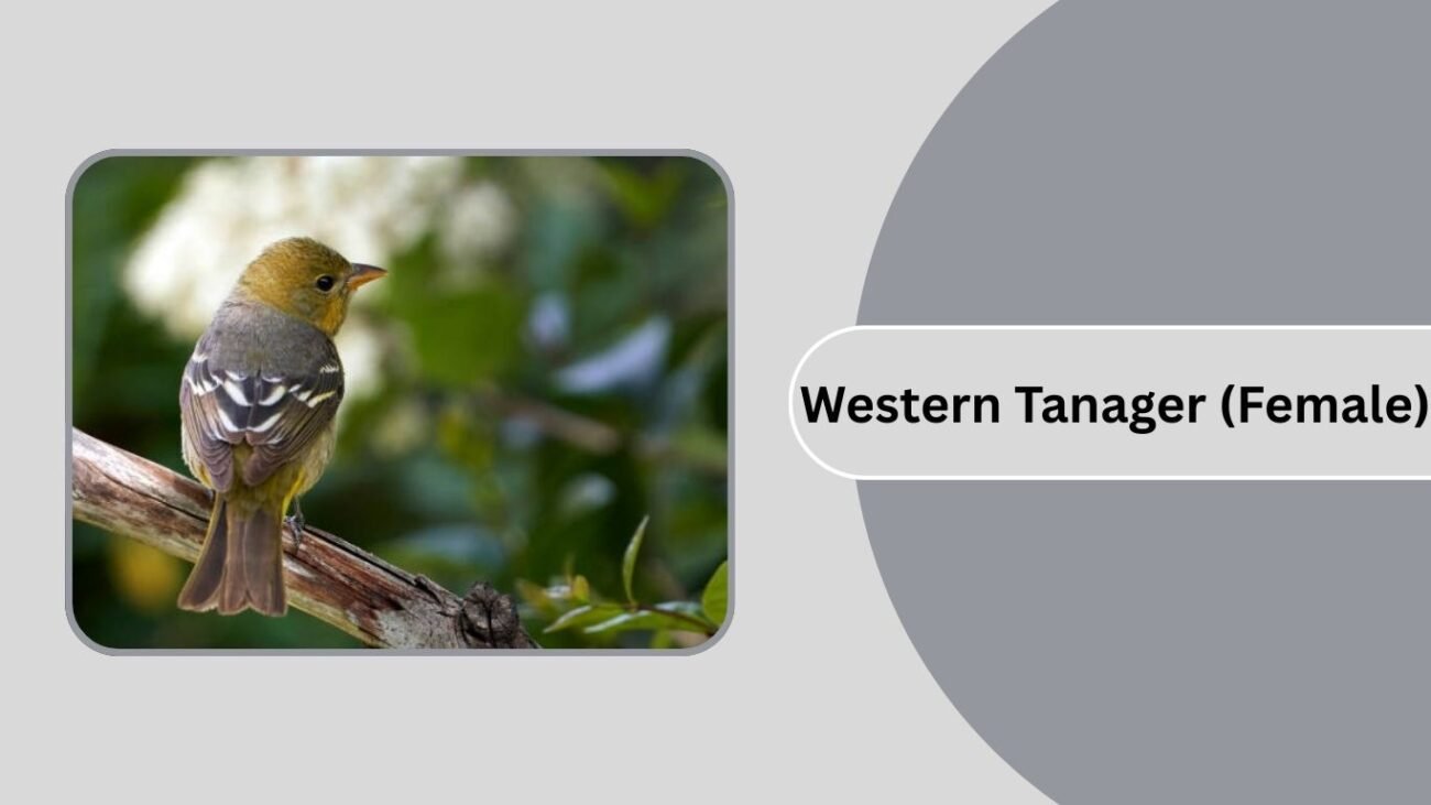 Western Tanager