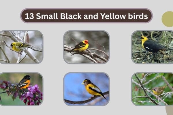 13 Small Black and Yellow birds