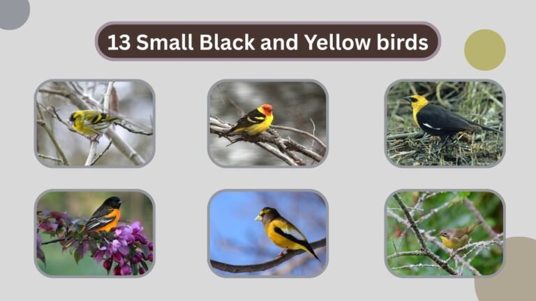 13 Small Black and Yellow birds