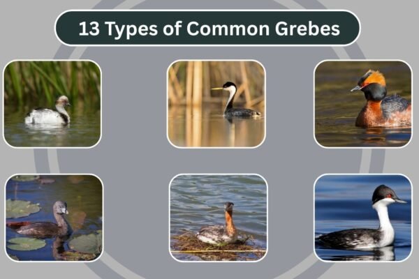 13 Types of Common Grebes
