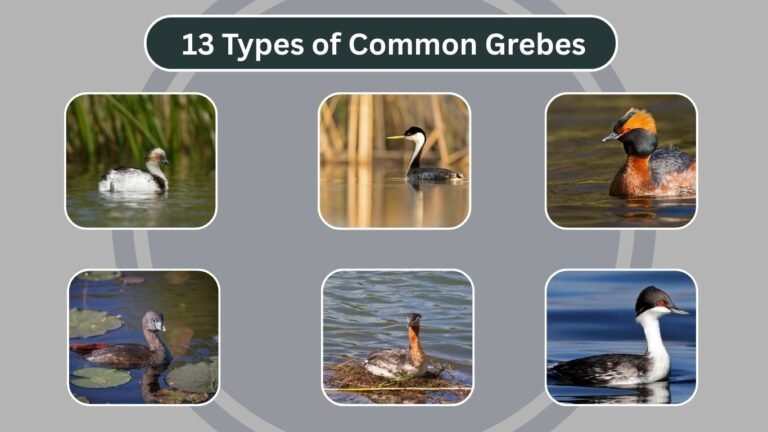 13 Types of Common Grebes