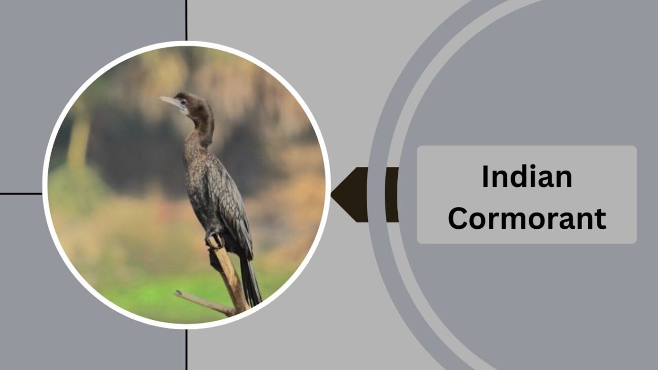 Indian Cormorant