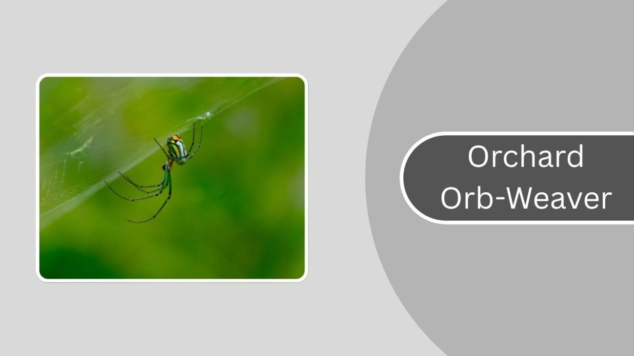 Orchard Orb-Weaver