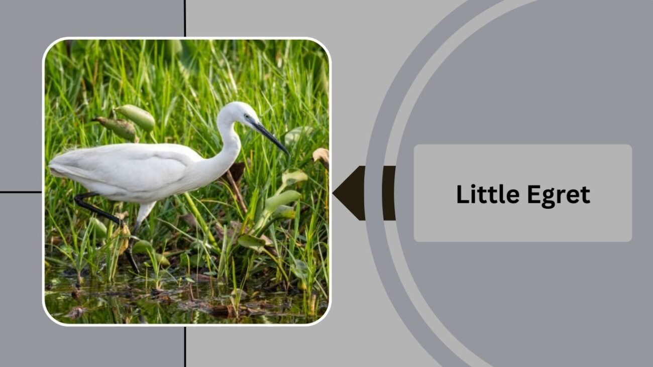 Little Egret 