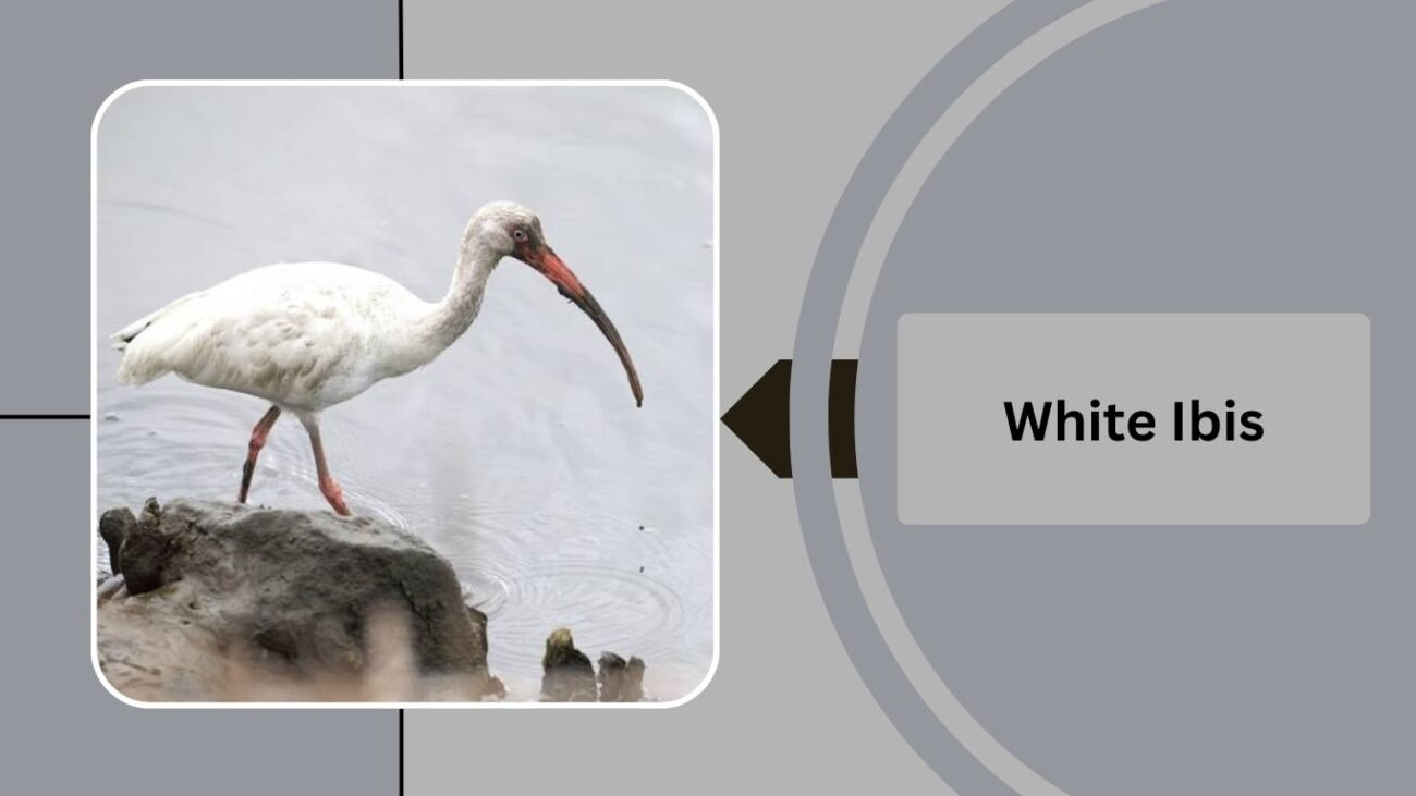 White Ibis