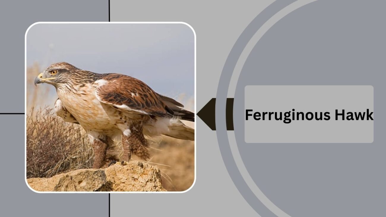 Ferruginous Hawk