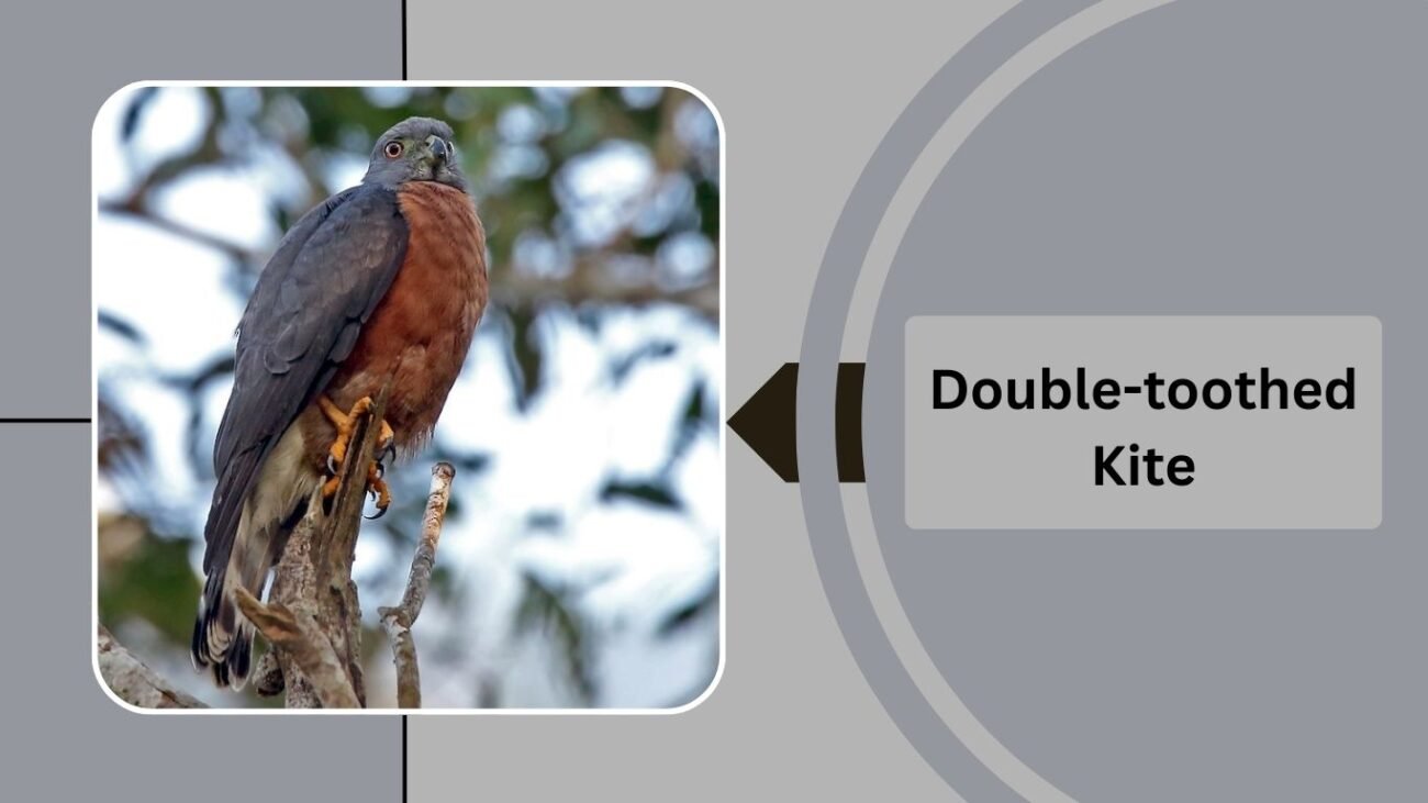 Double-toothed Kite