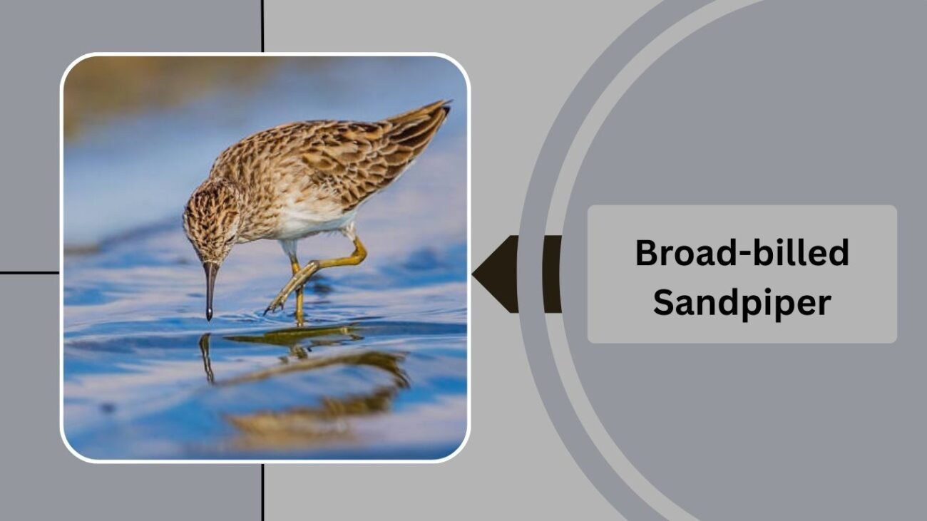  Broad-billed Sandpiper