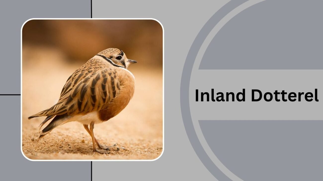 Inland Dotterel