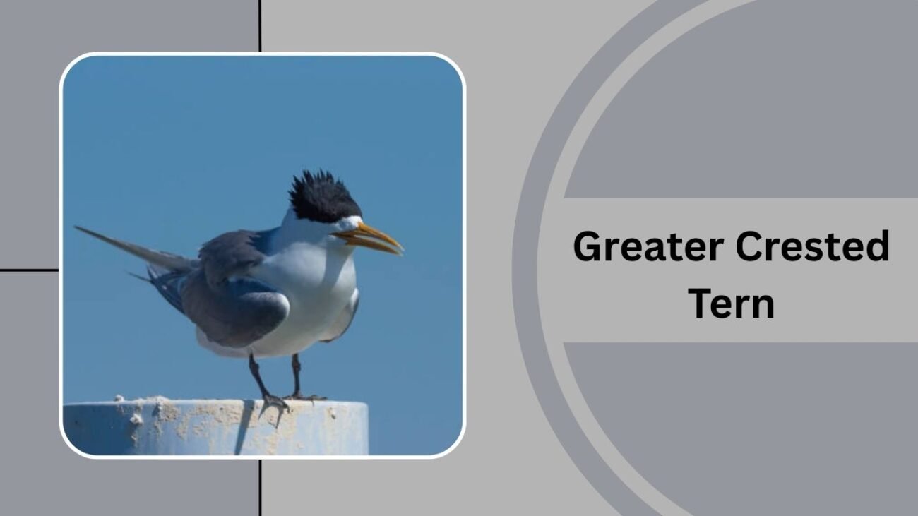 Greater Crested Tern